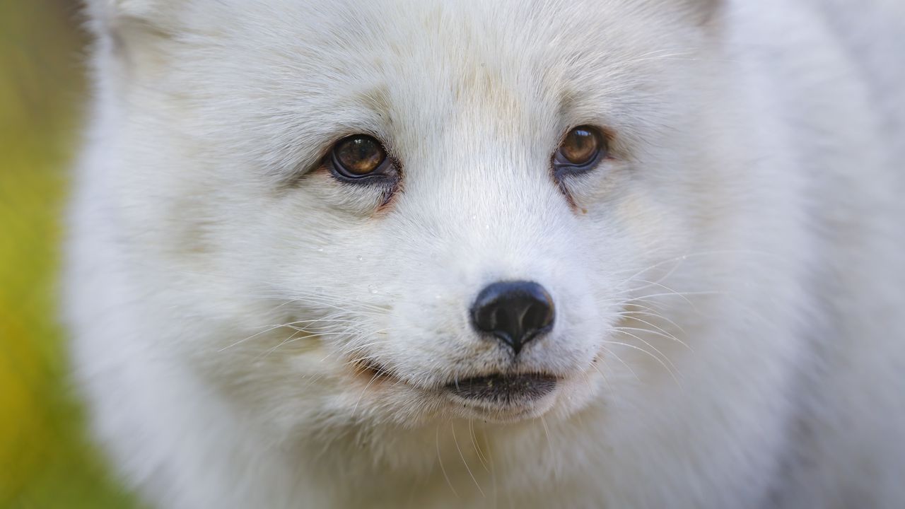 Wallpaper arctic fox, fox, animal, glance, furry, wildlife