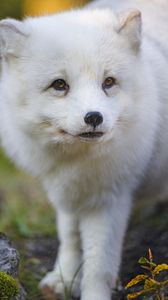 Preview wallpaper arctic fox, fox, animal, glance, furry, wildlife