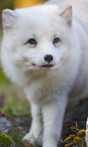 Preview wallpaper arctic fox, fox, animal, glance, furry, wildlife