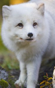 Preview wallpaper arctic fox, fox, animal, glance, furry, wildlife