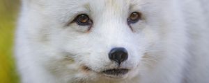 Preview wallpaper arctic fox, fox, animal, glance, furry, wildlife