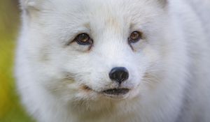 Preview wallpaper arctic fox, fox, animal, glance, furry, wildlife