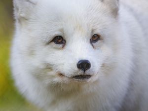 Preview wallpaper arctic fox, fox, animal, glance, furry, wildlife