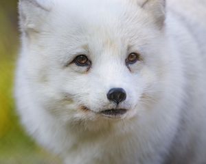 Preview wallpaper arctic fox, fox, animal, glance, furry, wildlife