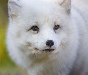 Preview wallpaper arctic fox, fox, animal, glance, furry, wildlife