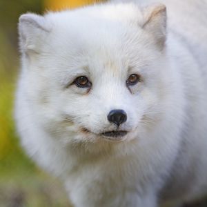 Preview wallpaper arctic fox, fox, animal, glance, furry, wildlife