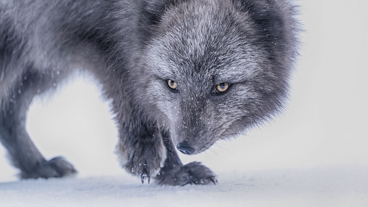 Wallpaper arctic fox, fox, glance, animal, gray