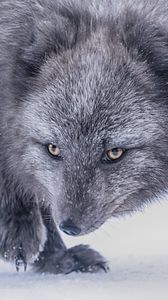 Preview wallpaper arctic fox, fox, glance, animal, gray