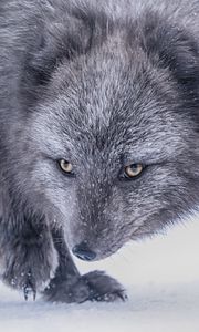 Preview wallpaper arctic fox, fox, glance, animal, gray