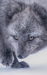 Preview wallpaper arctic fox, fox, glance, animal, gray