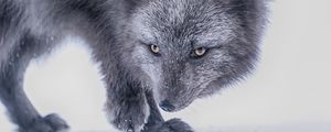 Preview wallpaper arctic fox, fox, glance, animal, gray