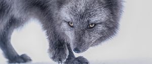 Preview wallpaper arctic fox, fox, glance, animal, gray