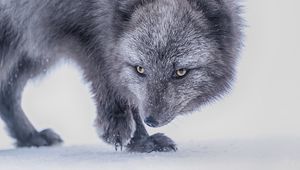 Preview wallpaper arctic fox, fox, glance, animal, gray