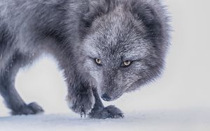 Preview wallpaper arctic fox, fox, glance, animal, gray
