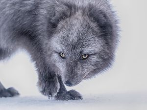 Preview wallpaper arctic fox, fox, glance, animal, gray