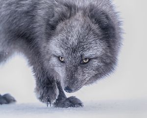 Preview wallpaper arctic fox, fox, glance, animal, gray