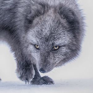 Preview wallpaper arctic fox, fox, glance, animal, gray