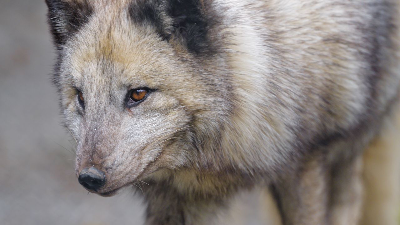 Wallpaper arctic fox, fox, glance, predator, animal