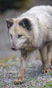 Preview wallpaper arctic fox, fox, glance, predator, animal