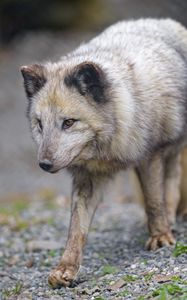 Preview wallpaper arctic fox, fox, glance, predator, animal