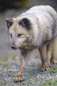 Preview wallpaper arctic fox, fox, glance, predator, animal