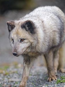 Preview wallpaper arctic fox, fox, glance, predator, animal