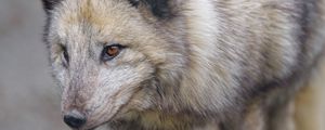 Preview wallpaper arctic fox, fox, glance, predator, animal