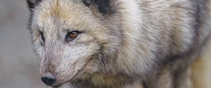 Preview wallpaper arctic fox, fox, glance, predator, animal