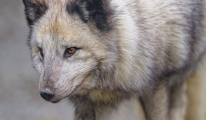 Preview wallpaper arctic fox, fox, glance, predator, animal