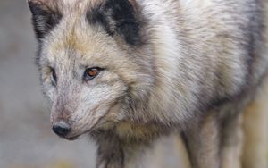 Preview wallpaper arctic fox, fox, glance, predator, animal