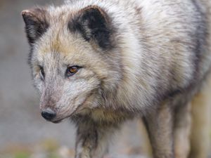 Preview wallpaper arctic fox, fox, glance, predator, animal