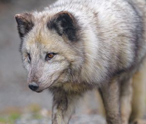 Preview wallpaper arctic fox, fox, glance, predator, animal
