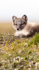 Preview wallpaper arctic fox, fox, glance, animal, wildlife