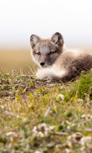 Preview wallpaper arctic fox, fox, glance, animal, wildlife