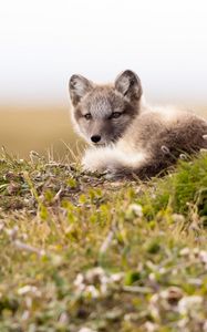 Preview wallpaper arctic fox, fox, glance, animal, wildlife