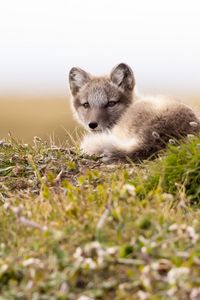 Preview wallpaper arctic fox, fox, glance, animal, wildlife