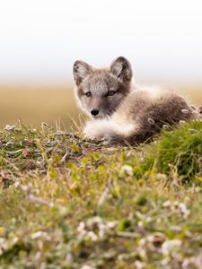 Preview wallpaper arctic fox, fox, glance, animal, wildlife