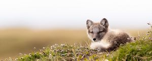 Preview wallpaper arctic fox, fox, glance, animal, wildlife