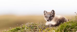 Preview wallpaper arctic fox, fox, glance, animal, wildlife