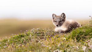 Preview wallpaper arctic fox, fox, glance, animal, wildlife