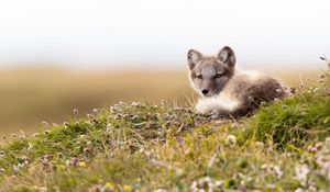 Preview wallpaper arctic fox, fox, glance, animal, wildlife