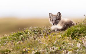 Preview wallpaper arctic fox, fox, glance, animal, wildlife