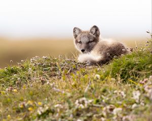 Preview wallpaper arctic fox, fox, glance, animal, wildlife