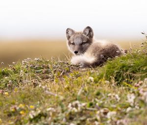 Preview wallpaper arctic fox, fox, glance, animal, wildlife