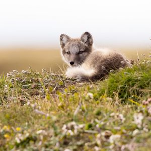 Preview wallpaper arctic fox, fox, glance, animal, wildlife