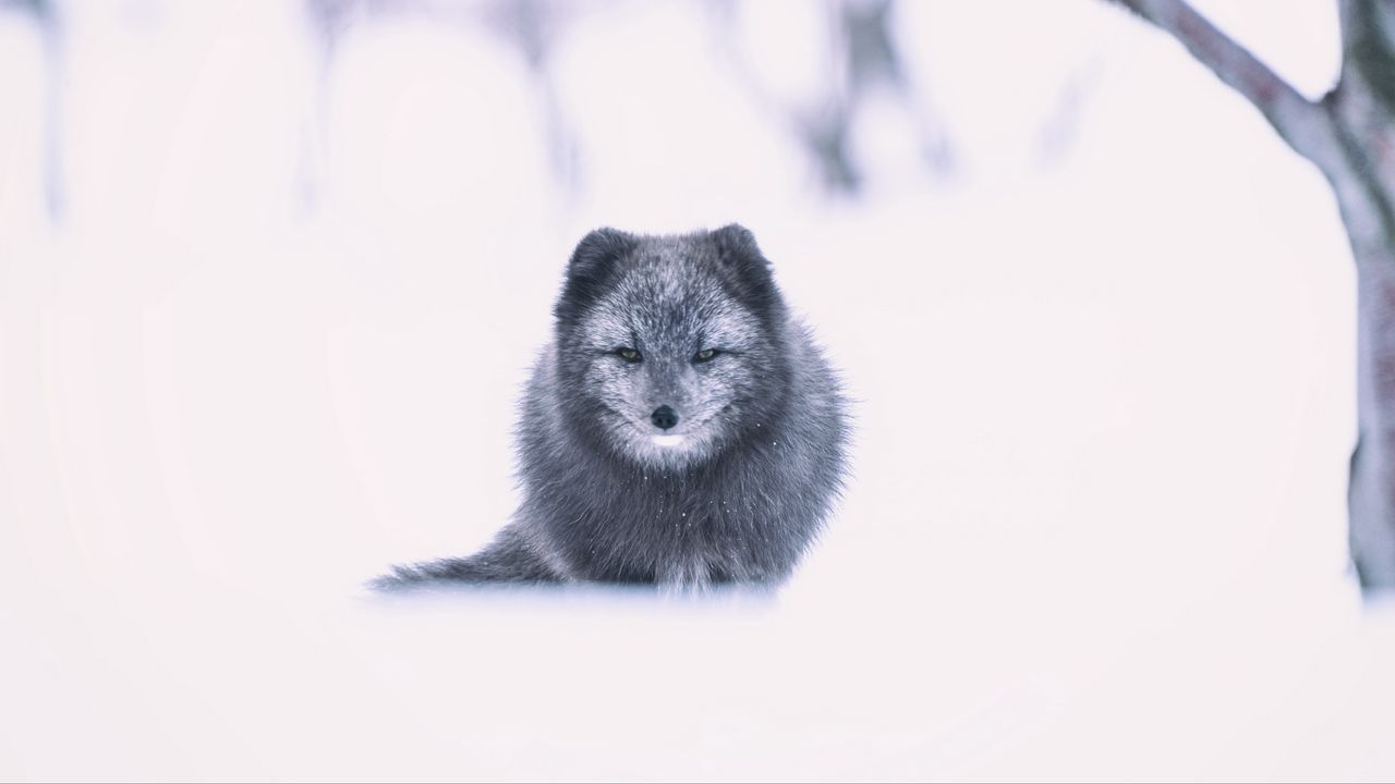 Wallpaper arctic fox, fox, gray, animal, snow