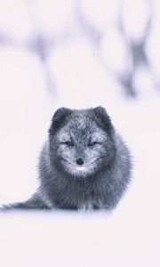 Preview wallpaper arctic fox, fox, gray, animal, snow