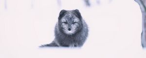 Preview wallpaper arctic fox, fox, gray, animal, snow