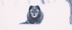 Preview wallpaper arctic fox, fox, gray, animal, snow