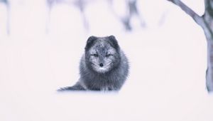 Preview wallpaper arctic fox, fox, gray, animal, snow